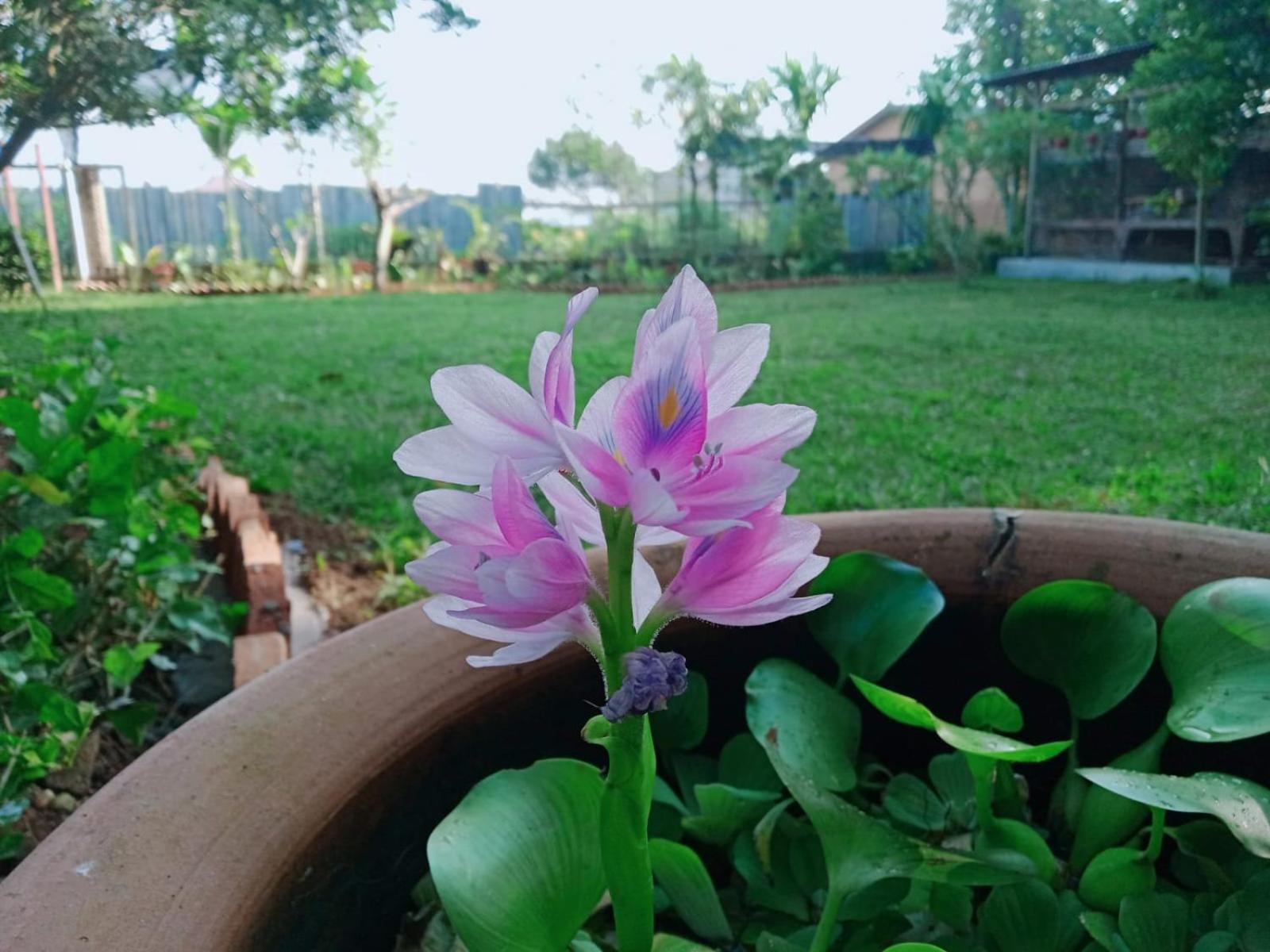 Bua Guest House Medan Luaran gambar